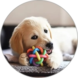 Pet Toys Inspection