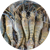 Aquaculture Products QC Services